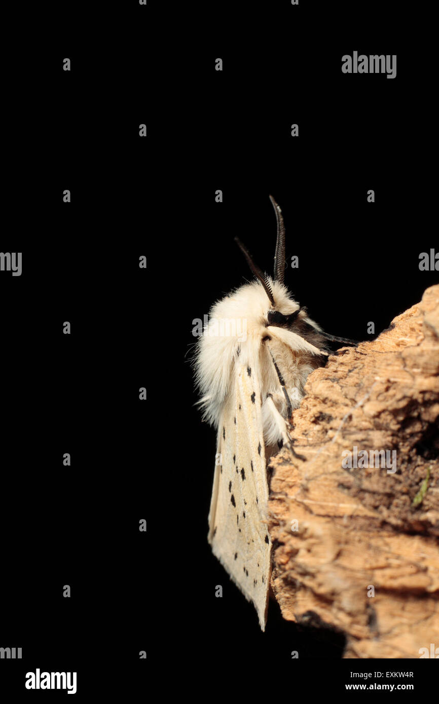 Weiße Hermelin Moth Stockfoto