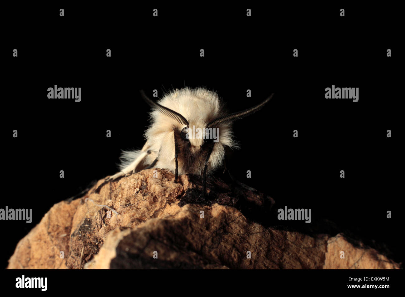 Weiße Hermelin Moth Stockfoto
