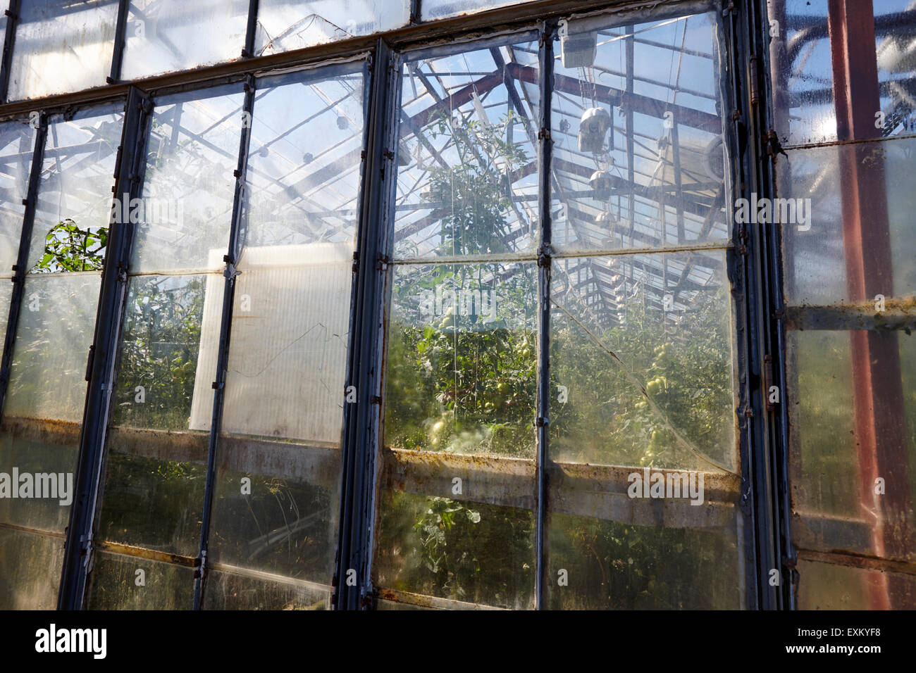 illuminierte Gewächshäuser beheizt durch Erdwärme für den Anbau von Tomaten Hveragerdi Island Stockfoto