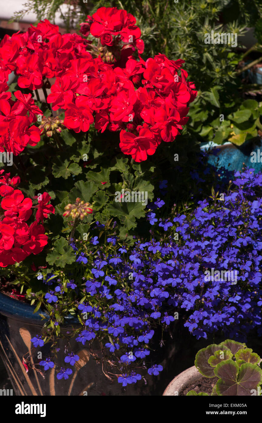 Rote Geranien mit Lobelia Himmelsblumen Stockfoto