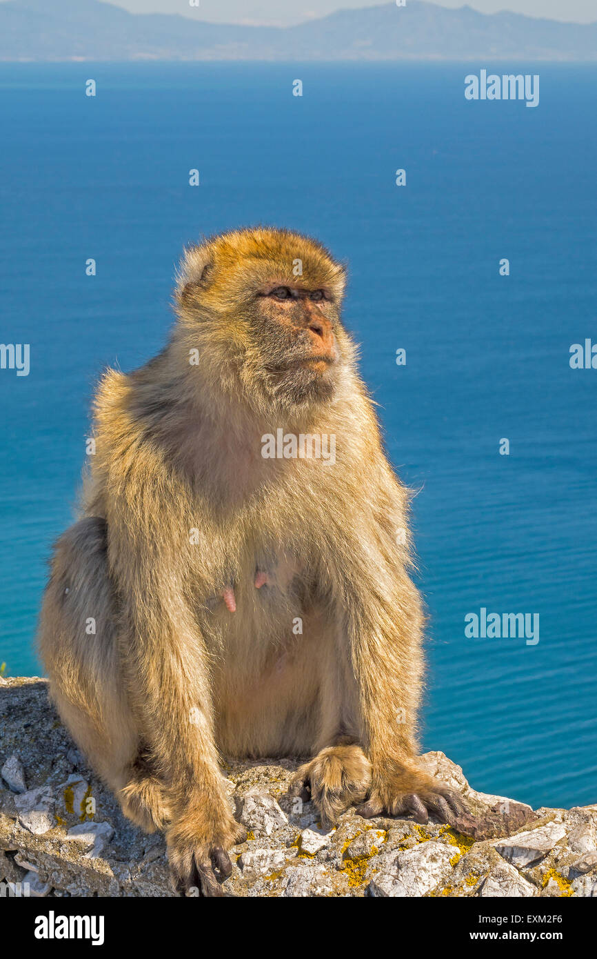 Oberen Felsen Berberaffen (Macaca Sylvanus), Gibraltar Stockfoto