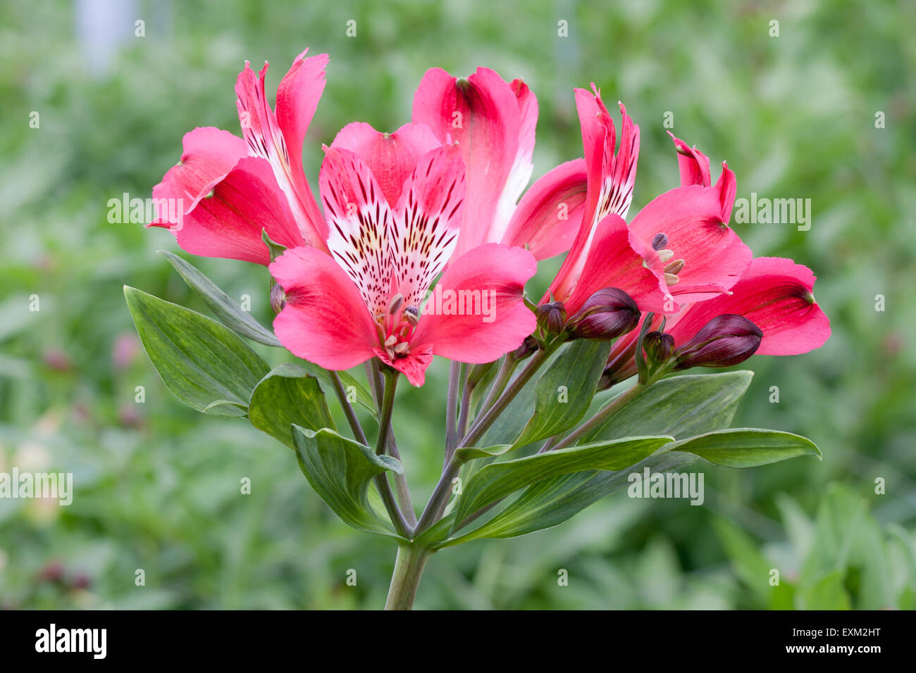 Schöne rosa Blume (Alstroemeria) in einem Gewächshaus Stockfoto