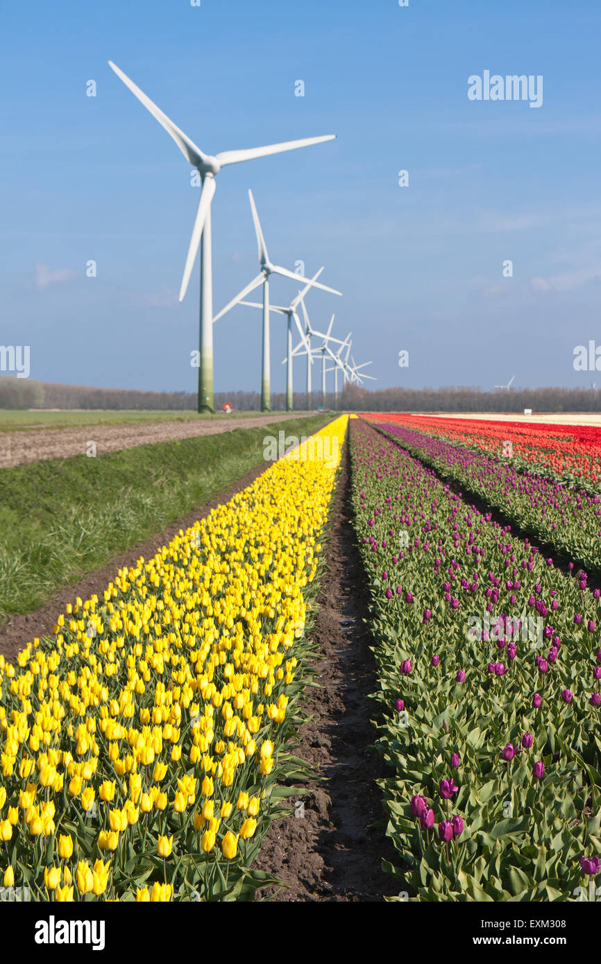 Große niederländische farbenfrohe Tulpenfelder mit Windkraftanlagen Stockfoto