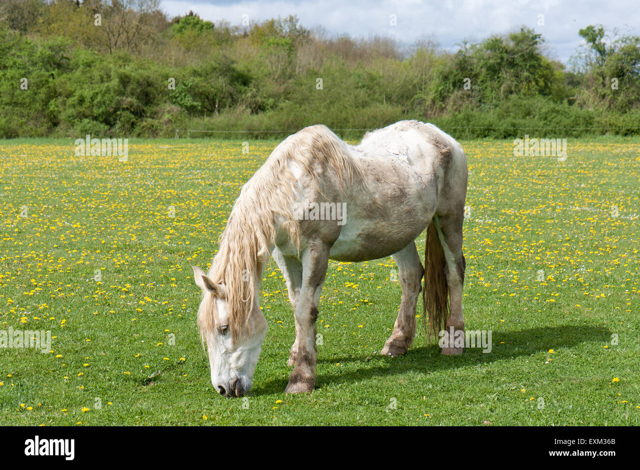Hengst auf einer blumenwiese -Fotos und -Bildmaterial in hoher