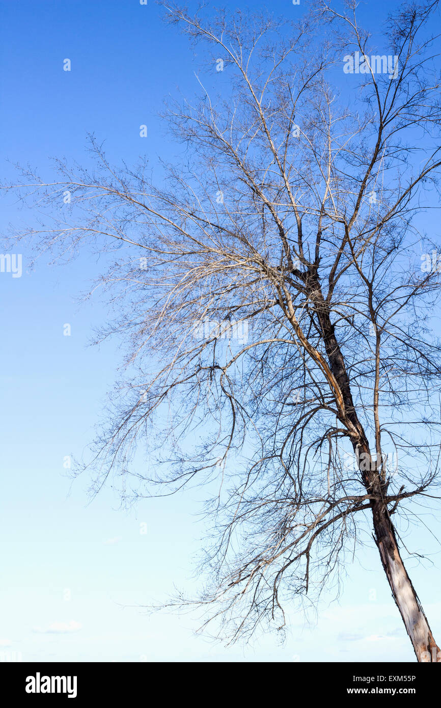 Toter Baum gegen den blauen Himmel blickte Stockfoto