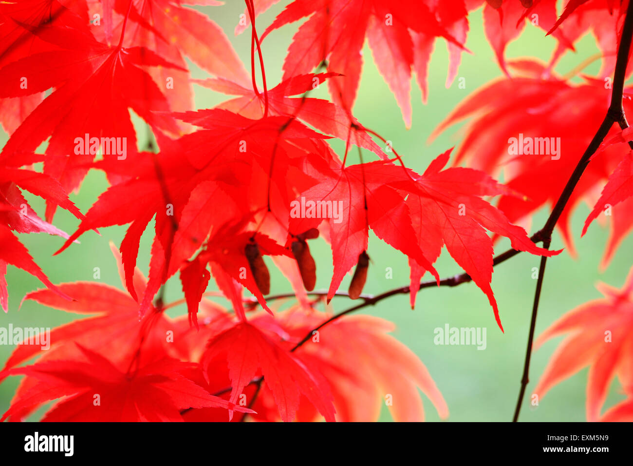 atemberaubende rote Ahornblätter wiegen sich im Herbstluft Jane Ann Butler Fotografie JABP972 Stockfoto
