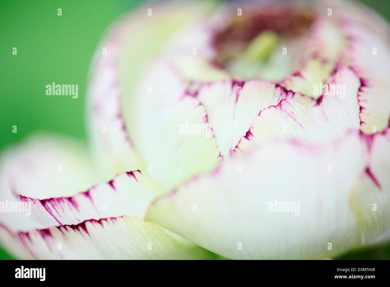 schöne weiße Ranunkeln mit dunkel rosa Spitzen Blütenblättern Jane Ann Butler Fotografie JABP718 Stockfoto