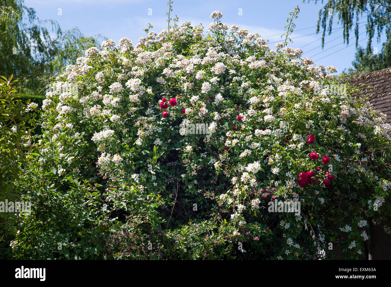 Klettern rose "Hochzeitstag" rote rose "Danse de Feu" mit rosa Escallonia peeping durch die weißen Blüten Stockfoto