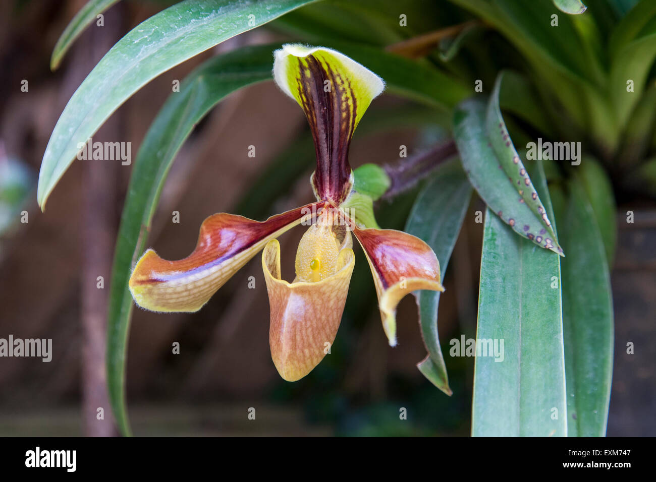 Lady Slipper Orchidee Paphiopedilum Stockfoto