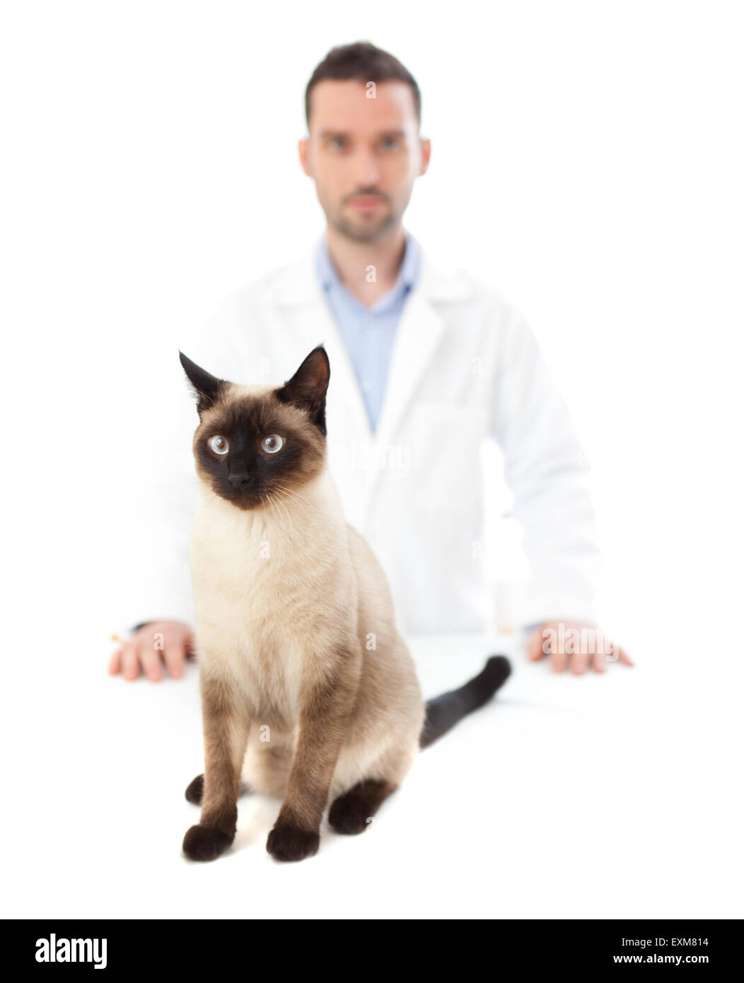 Ansicht eines jungen Tierarztes mit einer Siamkatze Stockfoto