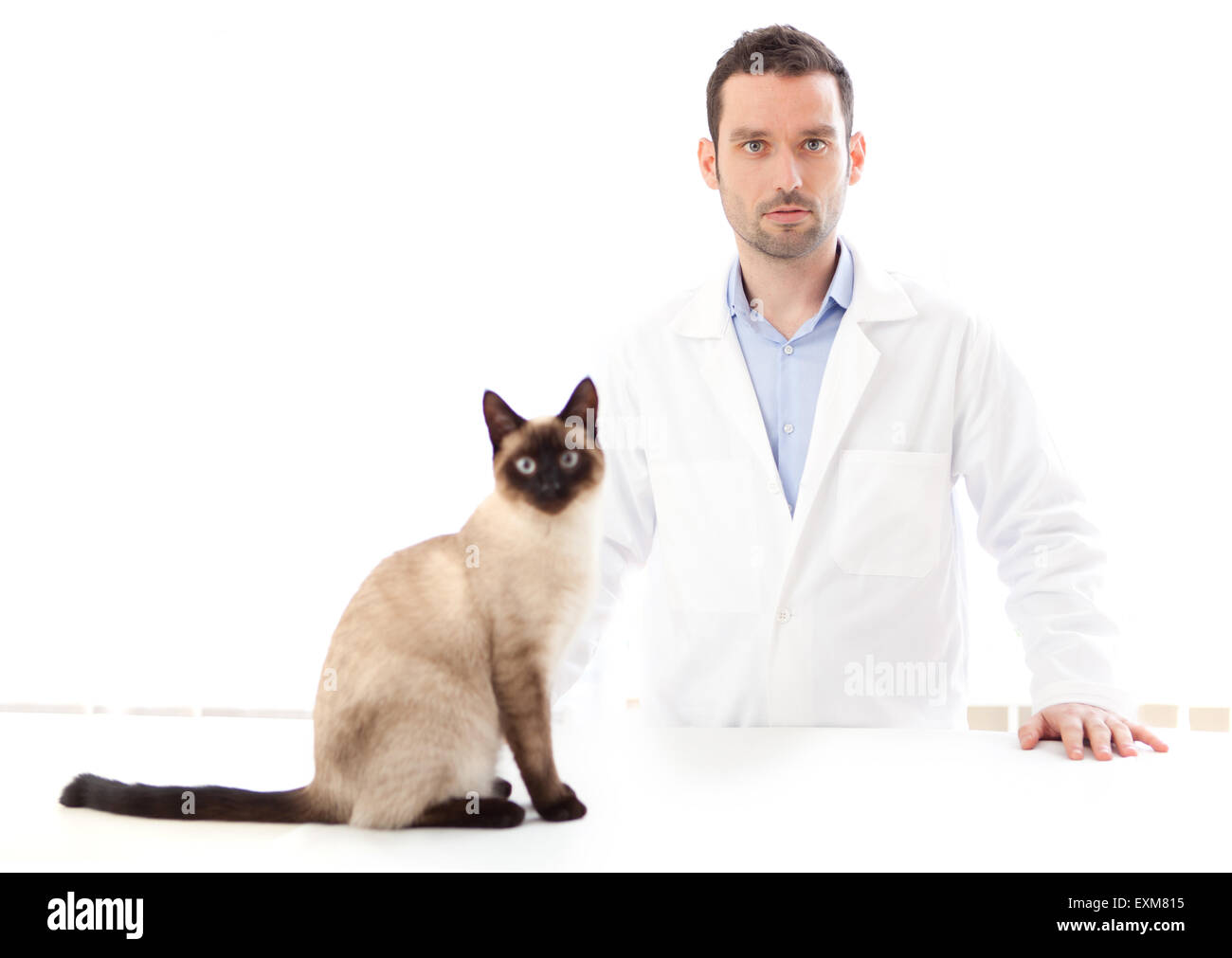 Ansicht eines jungen Tierarztes mit einer Siamkatze Stockfoto