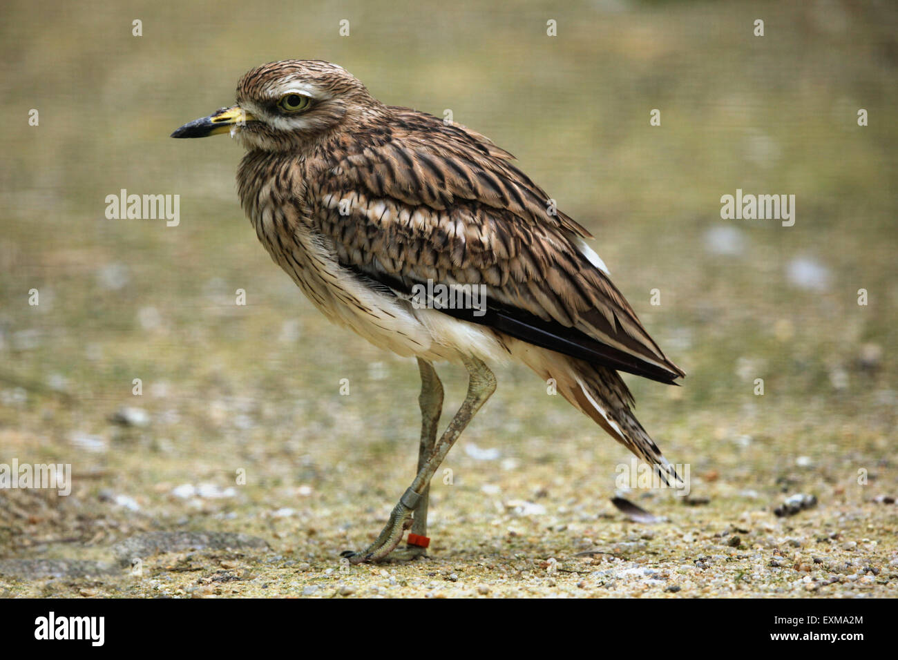 Eurasische Triel (Burhinus Oedicnemus) im Ohrada Zoo in Hluboka nad Vltavou, Südböhmen, Tschechien. Stockfoto