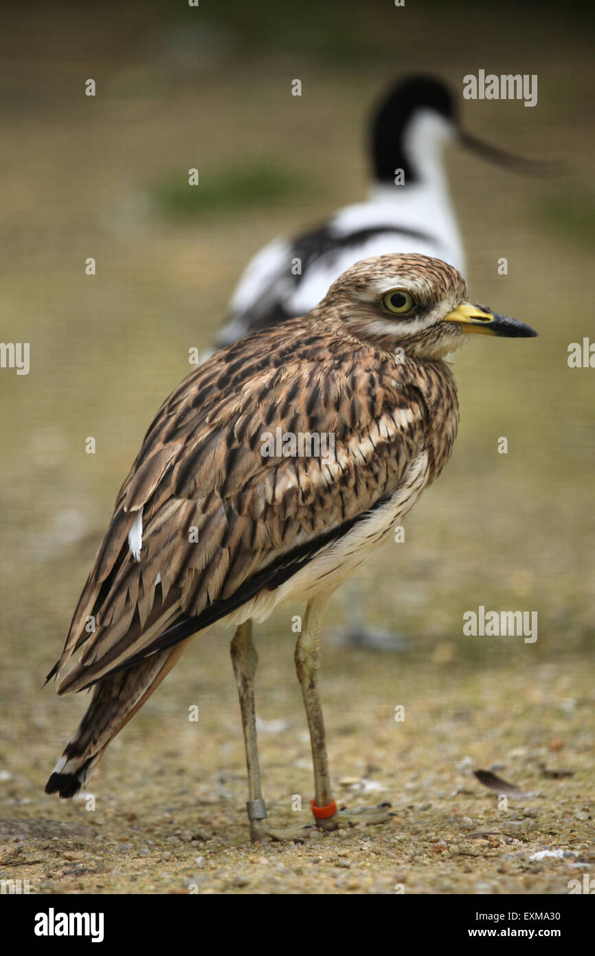 Eurasische Triel (Burhinus Oedicnemus) im Ohrada Zoo in Hluboka nad Vltavou, Südböhmen, Tschechien. Stockfoto