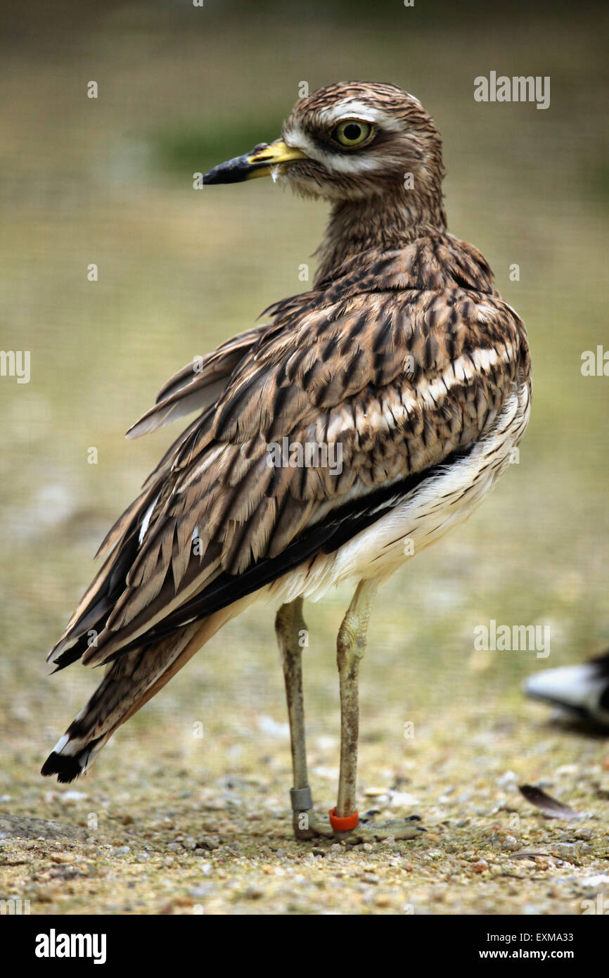 Eurasische Triel (Burhinus Oedicnemus) im Ohrada Zoo in Hluboka nad Vltavou, Südböhmen, Tschechien. Stockfoto
