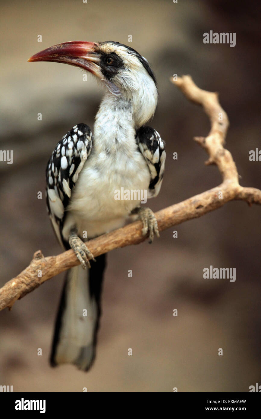 Nördlichen rot-billed Hornbill (Tockus Erythrorhynchus) im Ohrada Zoo in Hluboka nad Vltavou, Südböhmen, Tschechien. Stockfoto