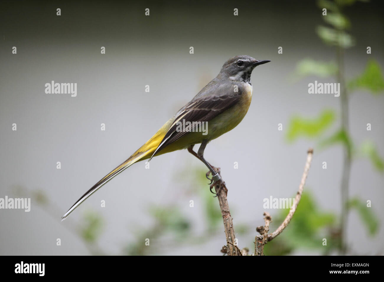 Gebirgsstelze (Motacilla Cinerea) im Ohrada Zoo in Hluboka nad Vltavou, Südböhmen, Tschechien. Stockfoto