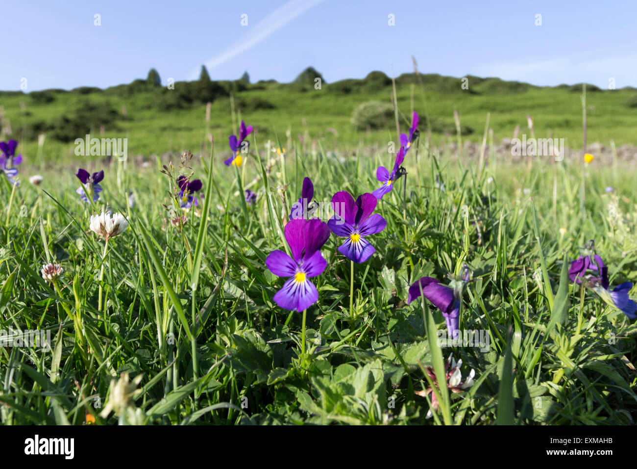 Berg Stiefmütterchen Viola Lutea oberen Teesdale North Pennines County Durham UK Stockfoto