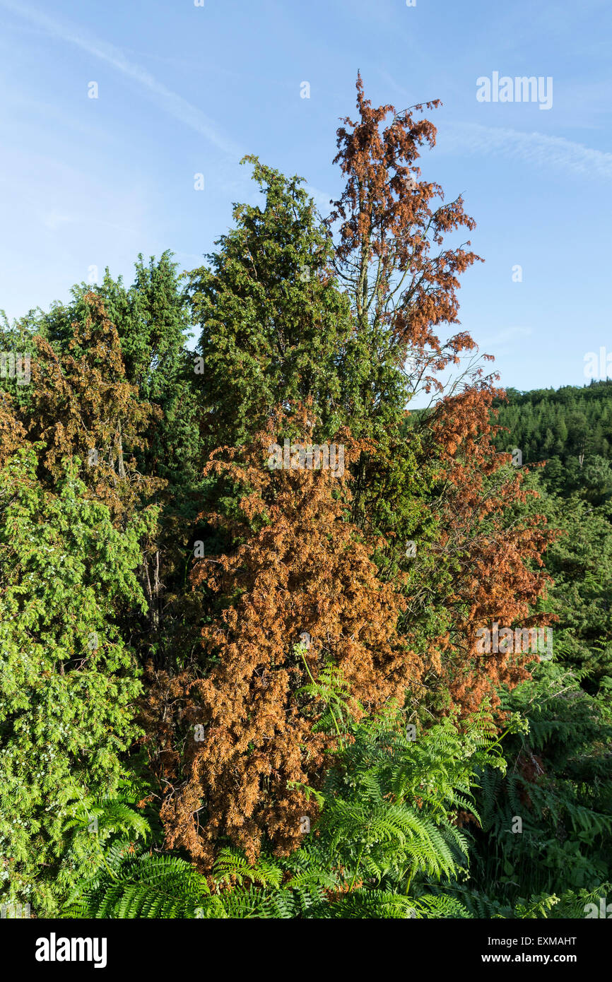 Juniper Tree Juniperus Communis Phytophthora Austrocedrae Pilzerkrankung, obere Teesdale County Durham UK leiden. Stockfoto