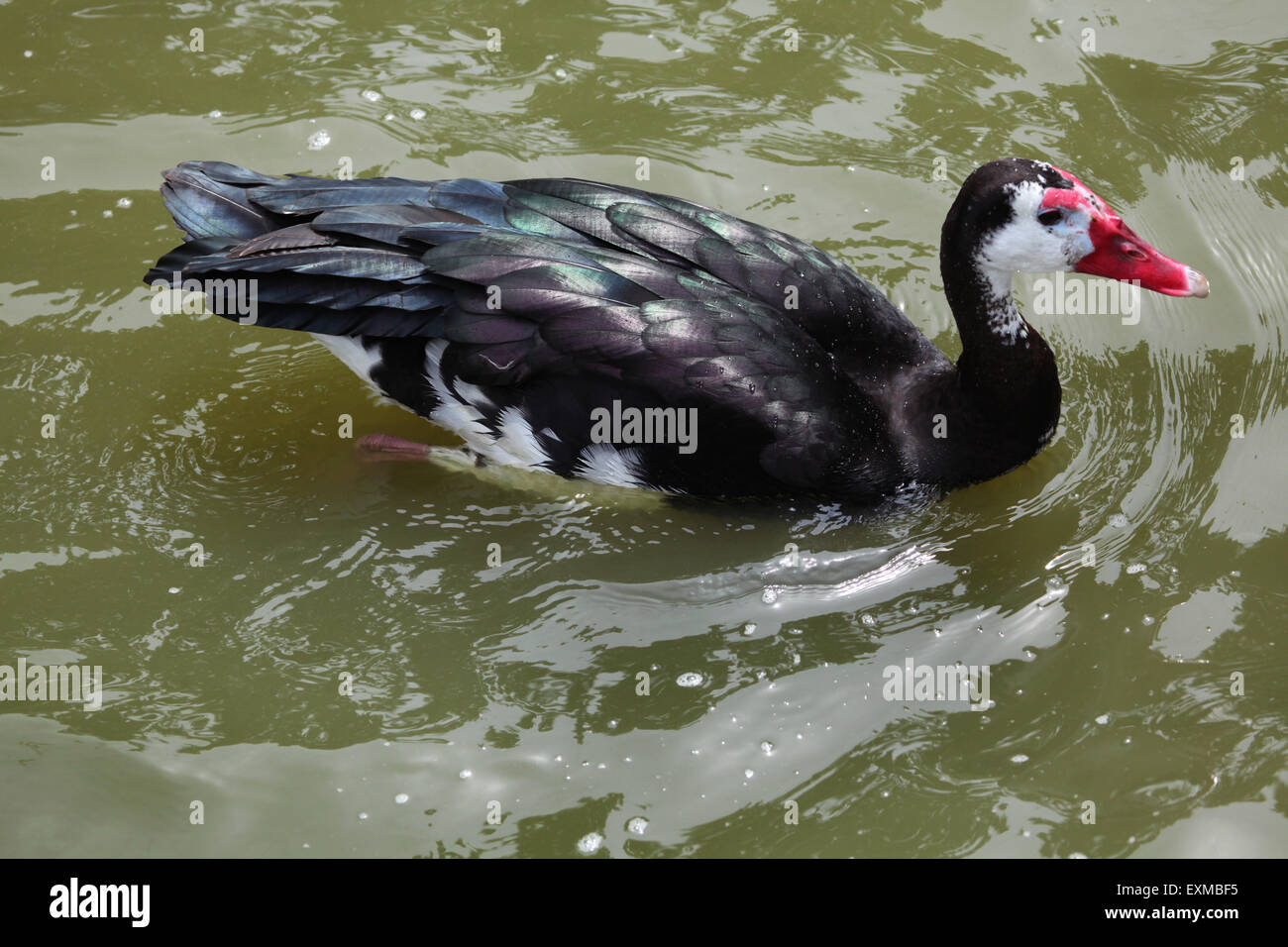 Sporn-winged Gans (Plectropterus Gambensis) im Ohrada Zoo in Hluboka nad Vltavou, Südböhmen, Tschechien. Stockfoto