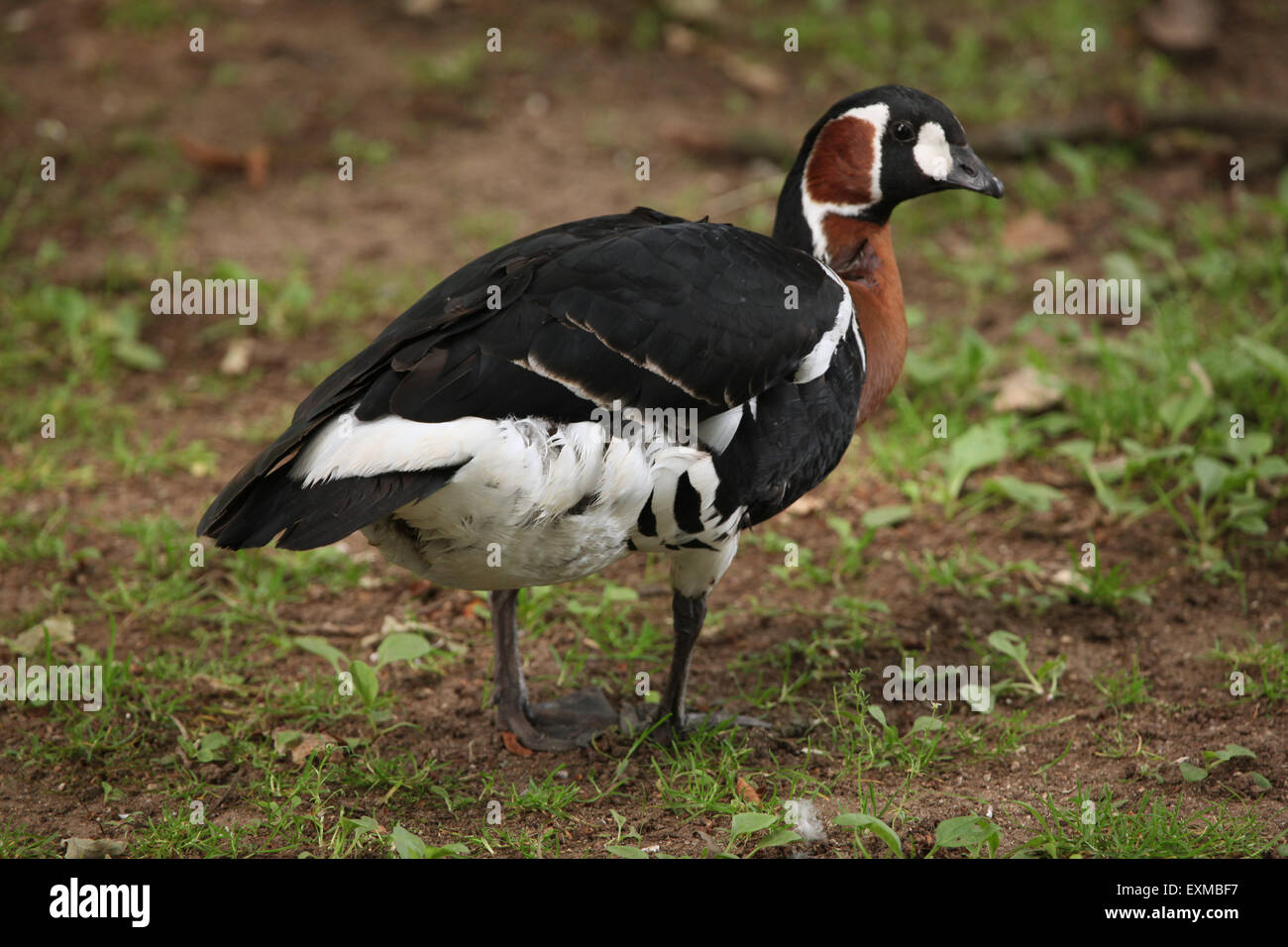 Rothalsgans (Branta Ruficollis) im Ohrada Zoo in Hluboka nad Vltavou, Südböhmen, Tschechien. Stockfoto