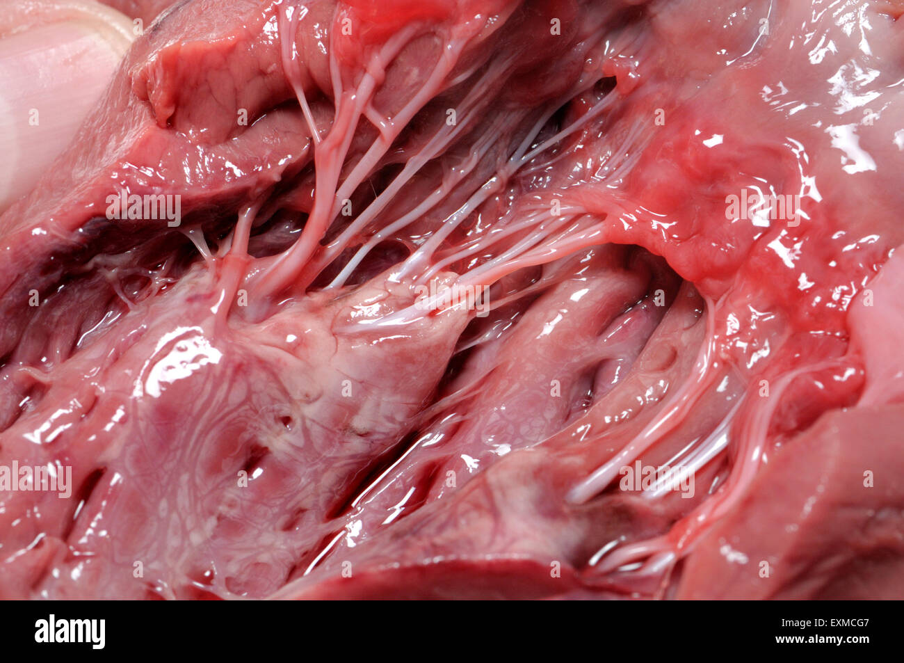 Schafmilch Herz - geschnitten offen zeigen Ventrikel, Ventile und "Tränendrüsen" (Sehnen) Stockfoto