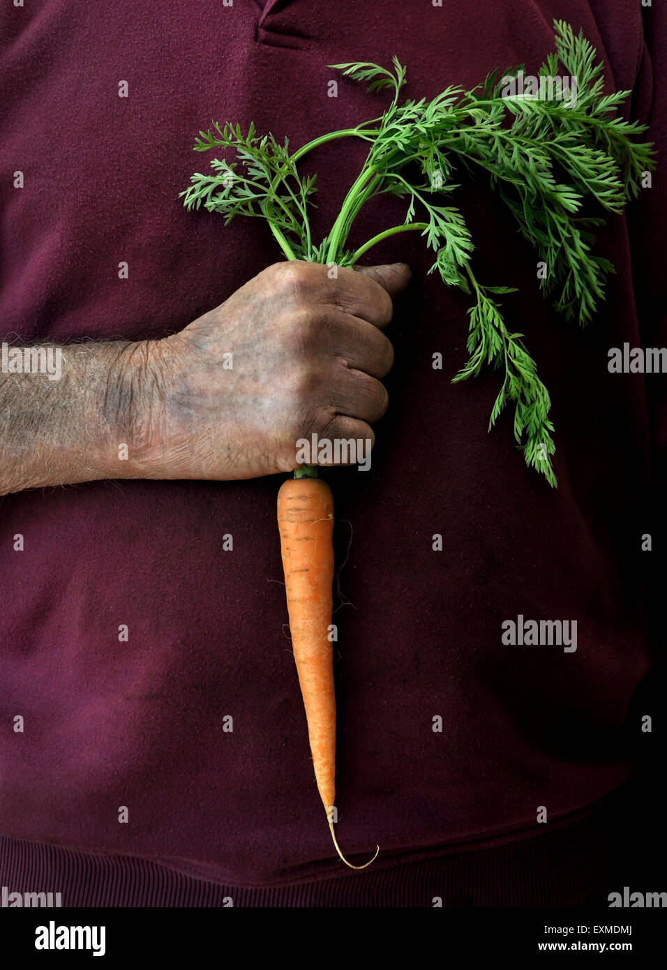 Ein Landwirt oder Gärtner hält eine einzige Karotte Stockfoto