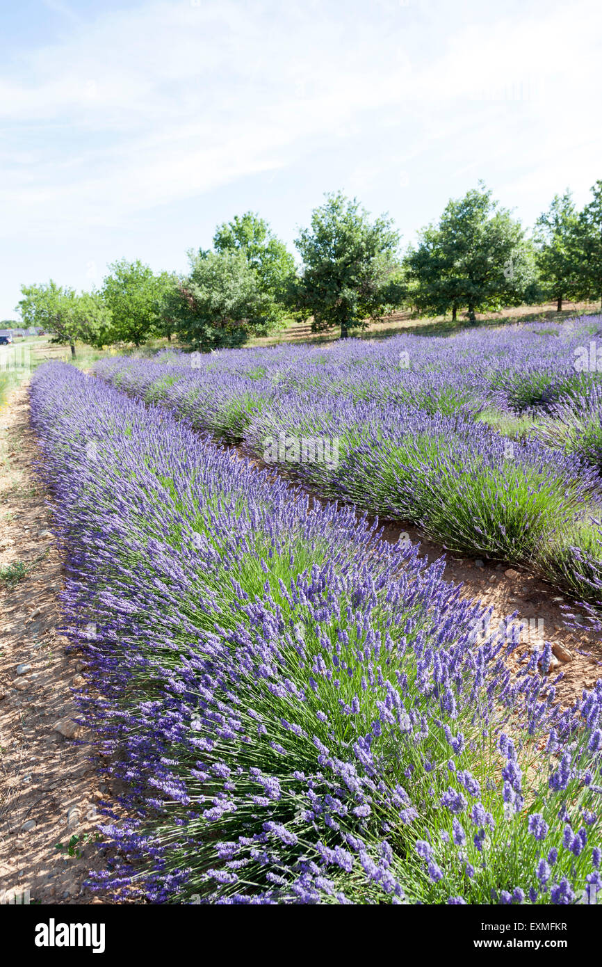 Feine Lavendel Lavandula Angustifolia Stockfotos und bilder Kaufen Alamy