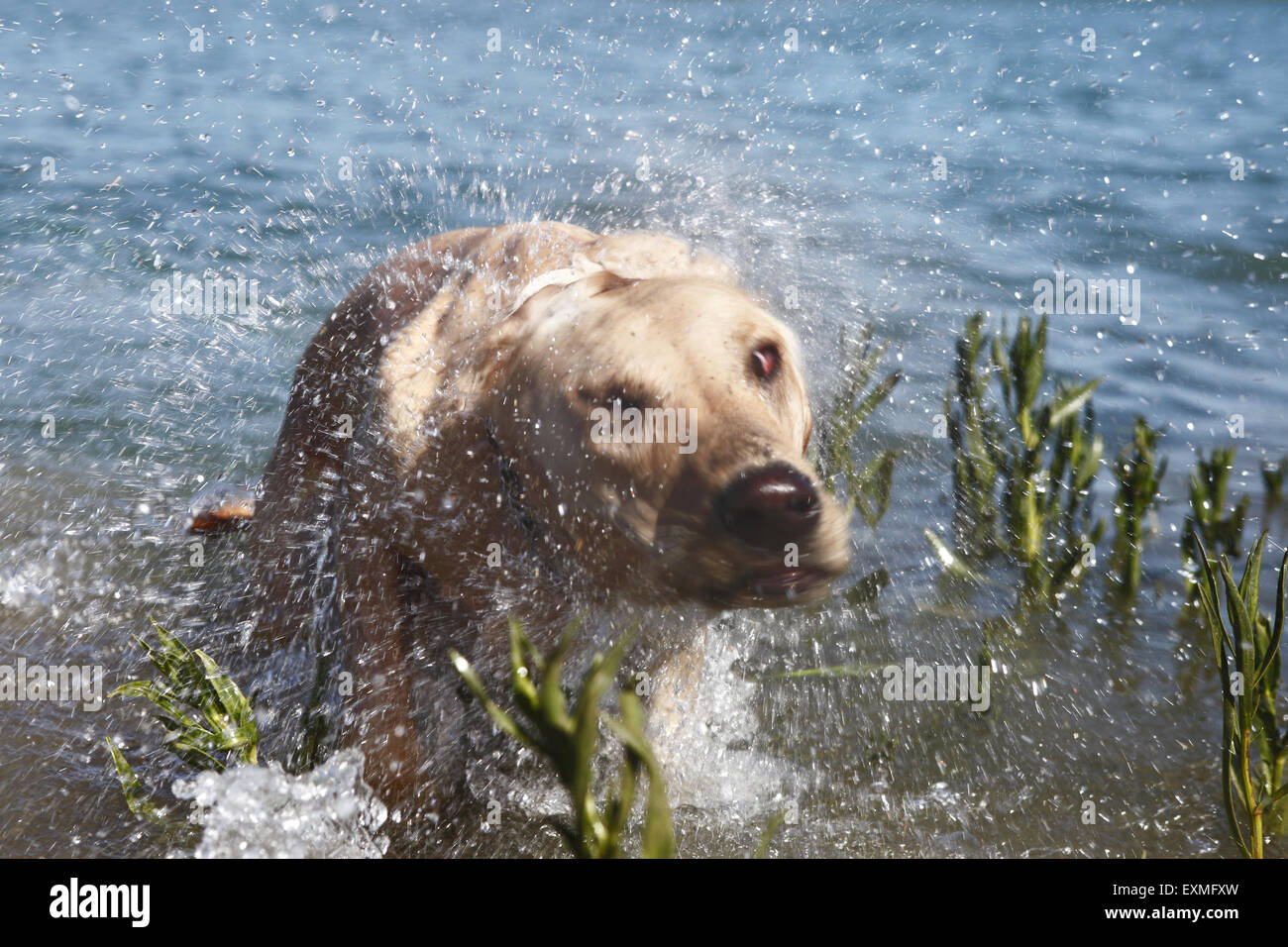 Gelber Labrador Retriever Welpen im Alter von 14 Monaten lernen, Schwimmen im Fluss in der Nähe von Shoreham, East Sussex, UK Stockfoto