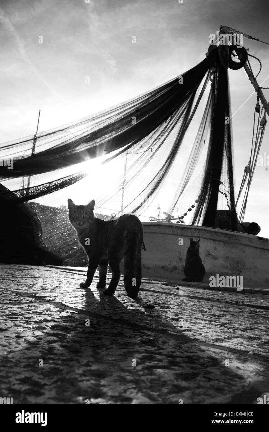 Katzen hängen rund um Rovinj harbour Stockfoto