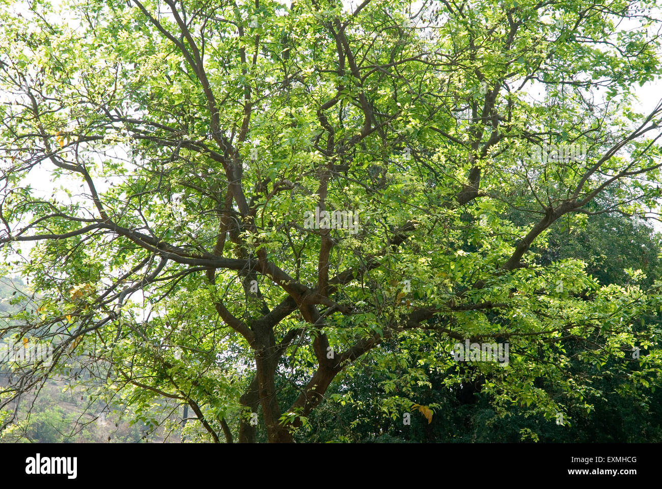 Karanji-Baum, Pongamia glabra, Karanja-Baum, indische Buche, Pongame-Oiltree, Pongamia pinnata, Millettia pinnata, Indien, Asien Stockfoto