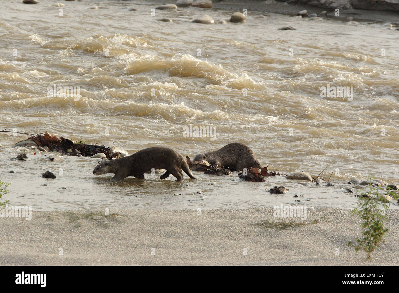 Glatte beschichtete Otter; Lutra perspicillata; Ramganga River; Jim Corbett National Park; Nainital District; Ramnagar; Uttarakhand; Uttaranchal; Indien; Asien Stockfoto