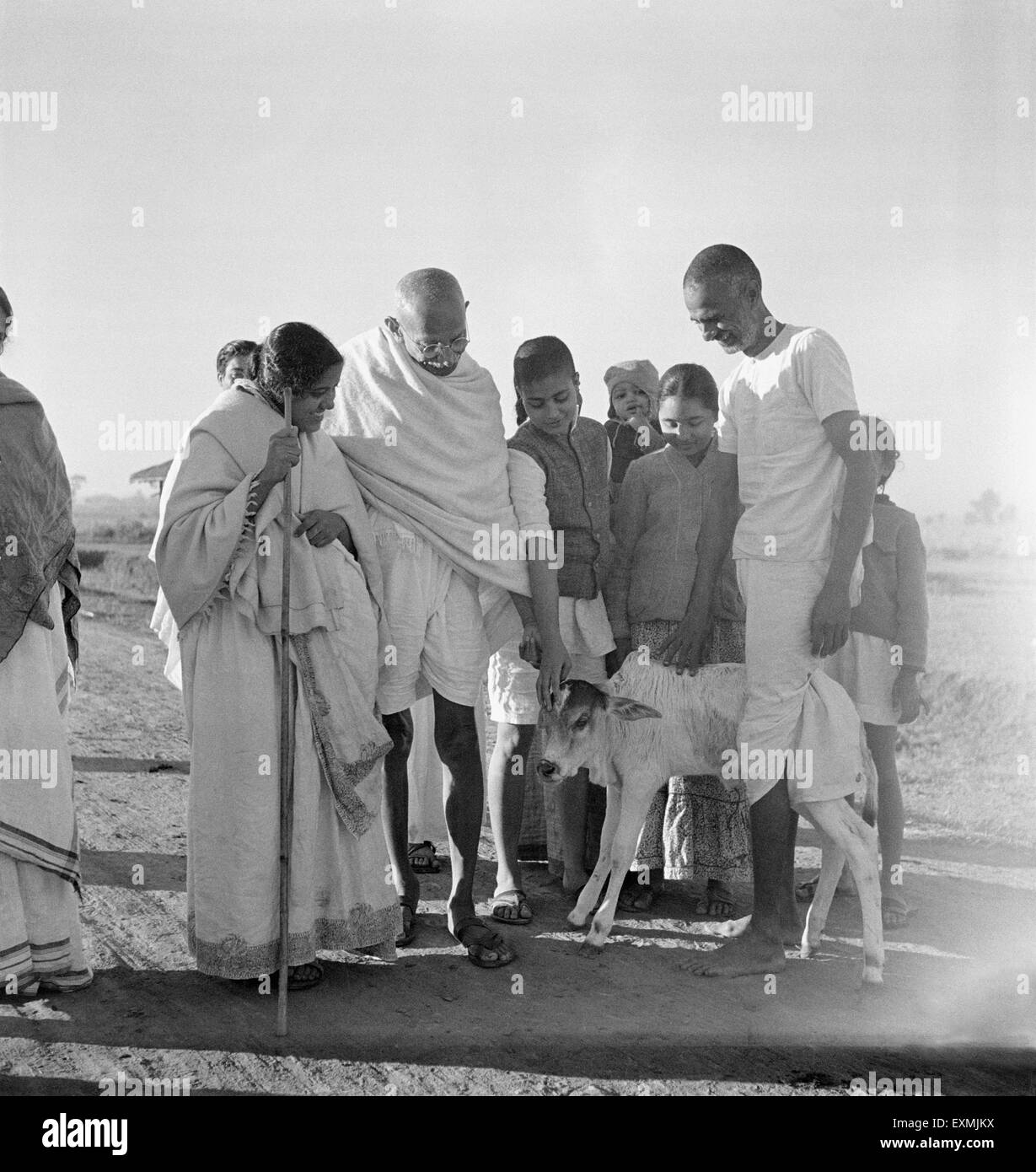 Abha Gandhi neben Mahatma Gandhi hätscheln junger Kälber Sevagram Ashram 1940 Balwant Singh und Manubehn Mashruwala Indien Stockfoto