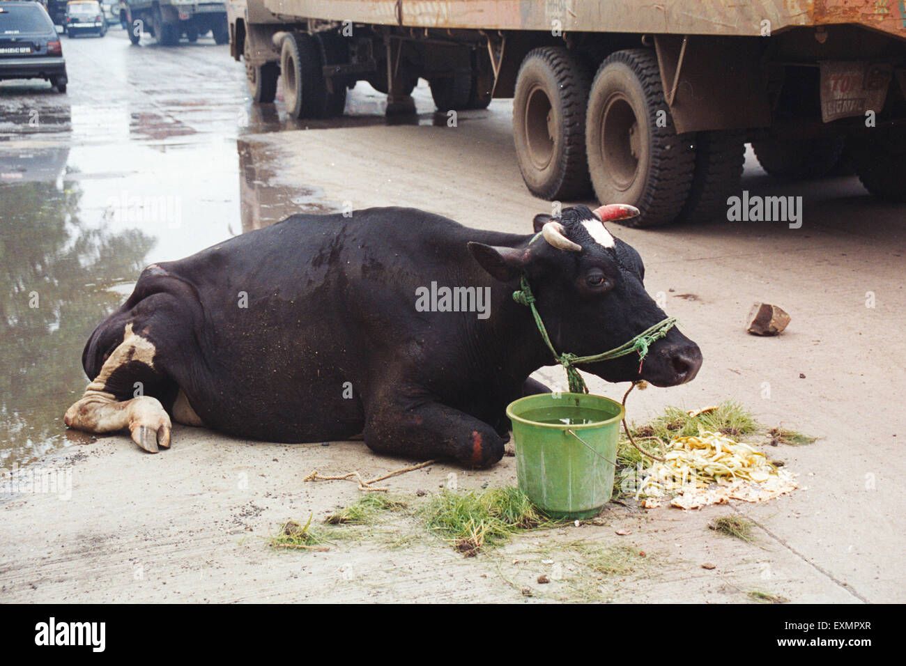 Kuh sitzt auf der Straße essen, Bombay, Mumbai, Maharashtra, Indien, Asien Stockfoto