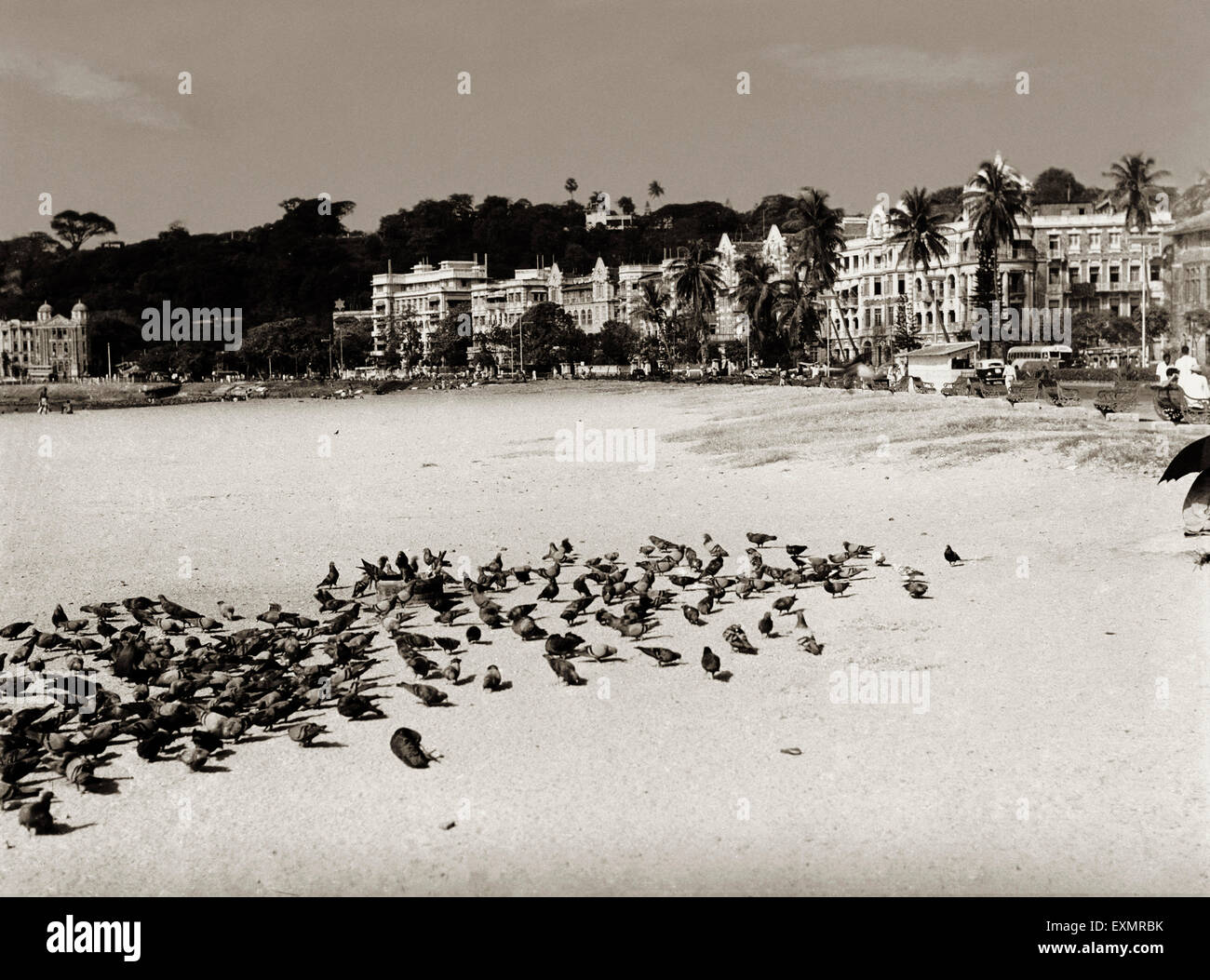 Chowpatty; Tauben füttern; Walkeshwar; Bombay; Mumbai; Maharashtra ; Indien ; Asien ; alter Jahrgang 1900s Bild Stockfoto Chowpatty; Tauben füttern; Walkeshwar; Bombay; Mumbai; Maharashtra ; Indien ; Asien ; alter Jahrgang 1900s Bild Stockfoto