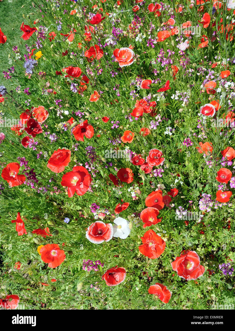07.11.2015 wilden Blumen in den Gärten in Arundel Cstle Arundel Castle, West Sussex wurde gegründet am Ende des 11. Jahrhunderts ein Stockfoto