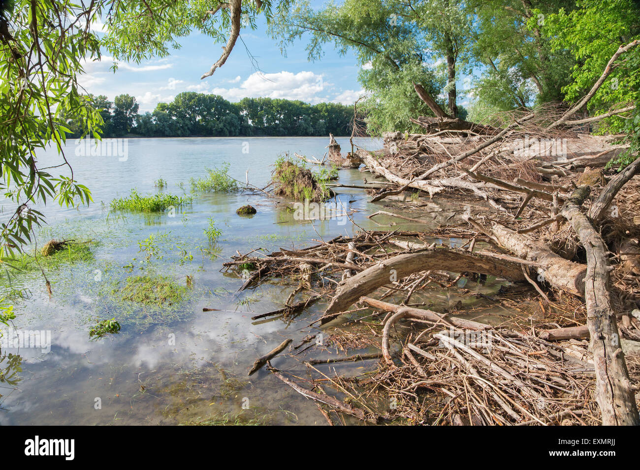 Angeschwemmtes Holz, am Ufer der Donau im Nationalpark Donau-Auen in Österreich. Stockfoto