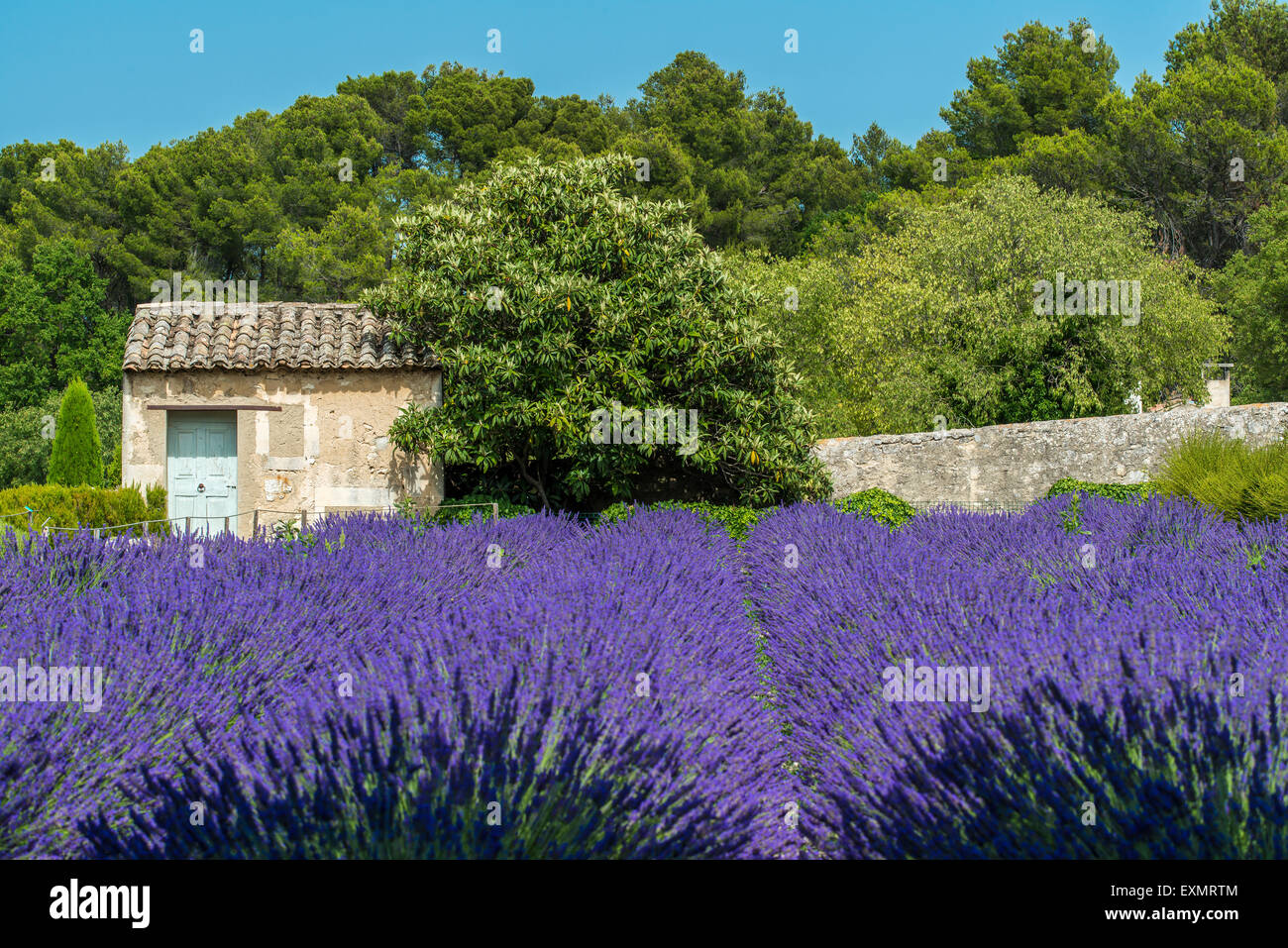 Lavendel Feld mit Ferienhaus Stein, Provence, Frankreich Stockfoto