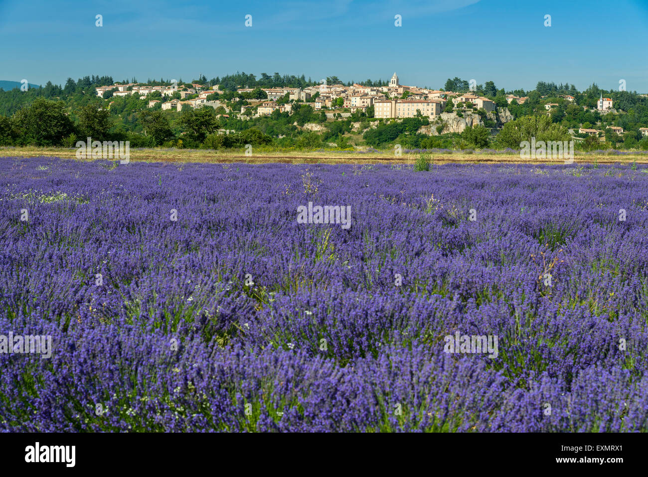 Blick auf Dorf von Sault mit Gebiet der Lavendel in voller Blüte, Vaucluse, Provence, Frankreich Stockfoto