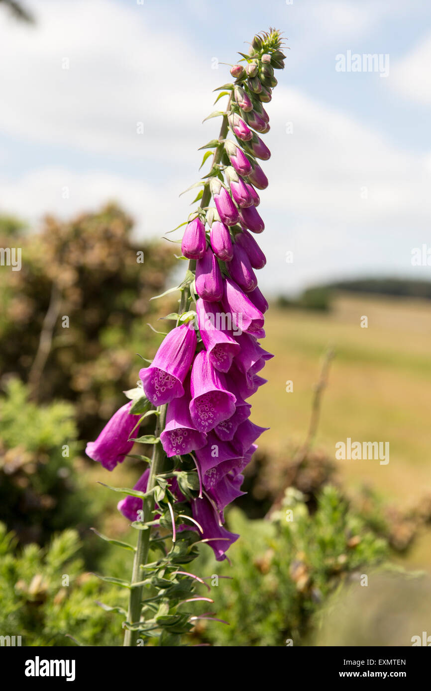 Native Fingerhut In voller Blüte Stockfoto