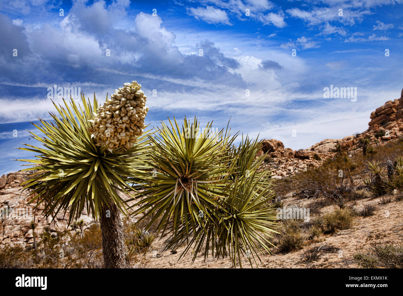 Joshua Baum in voller Blüte mit rotem Sand und Felsformationen der Joshua Tree Nationalpark, Kalifornien, USA. Stockfoto