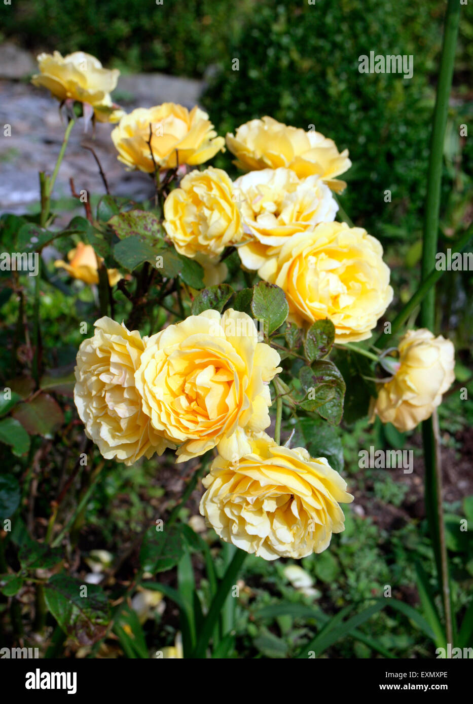 Rosa Blüte Teppich gelb Stockfoto