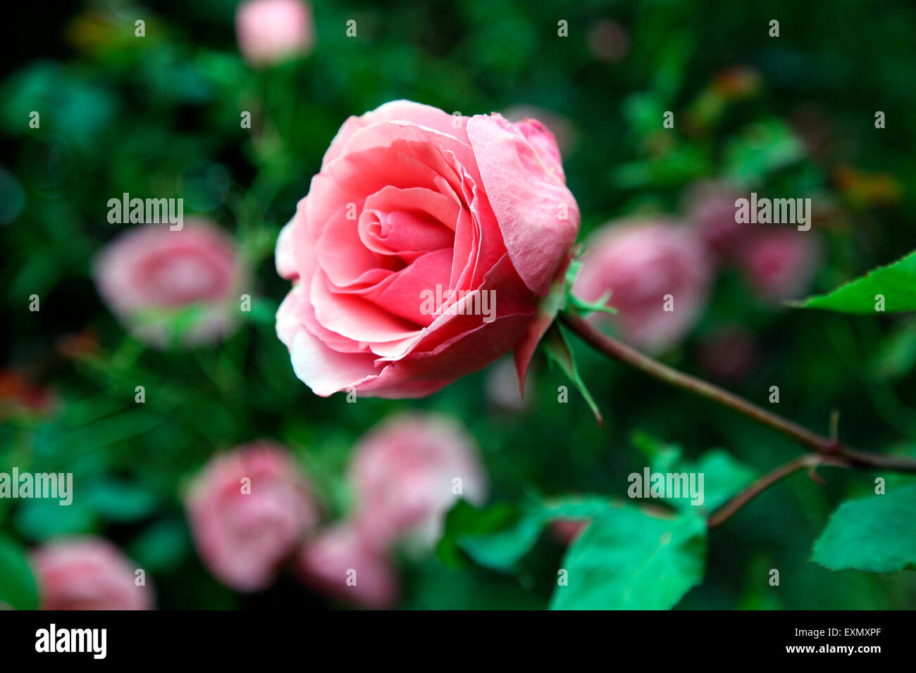 Sehr nette Dame Rosa, duftenden Busch stieg Stockfoto