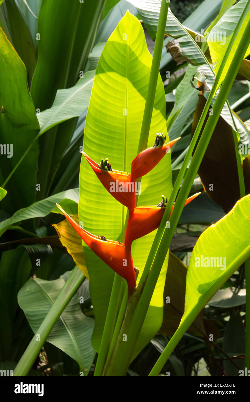 Rot Heliconia SP. Blume. Eden Project in Cornwall, England Stockfoto