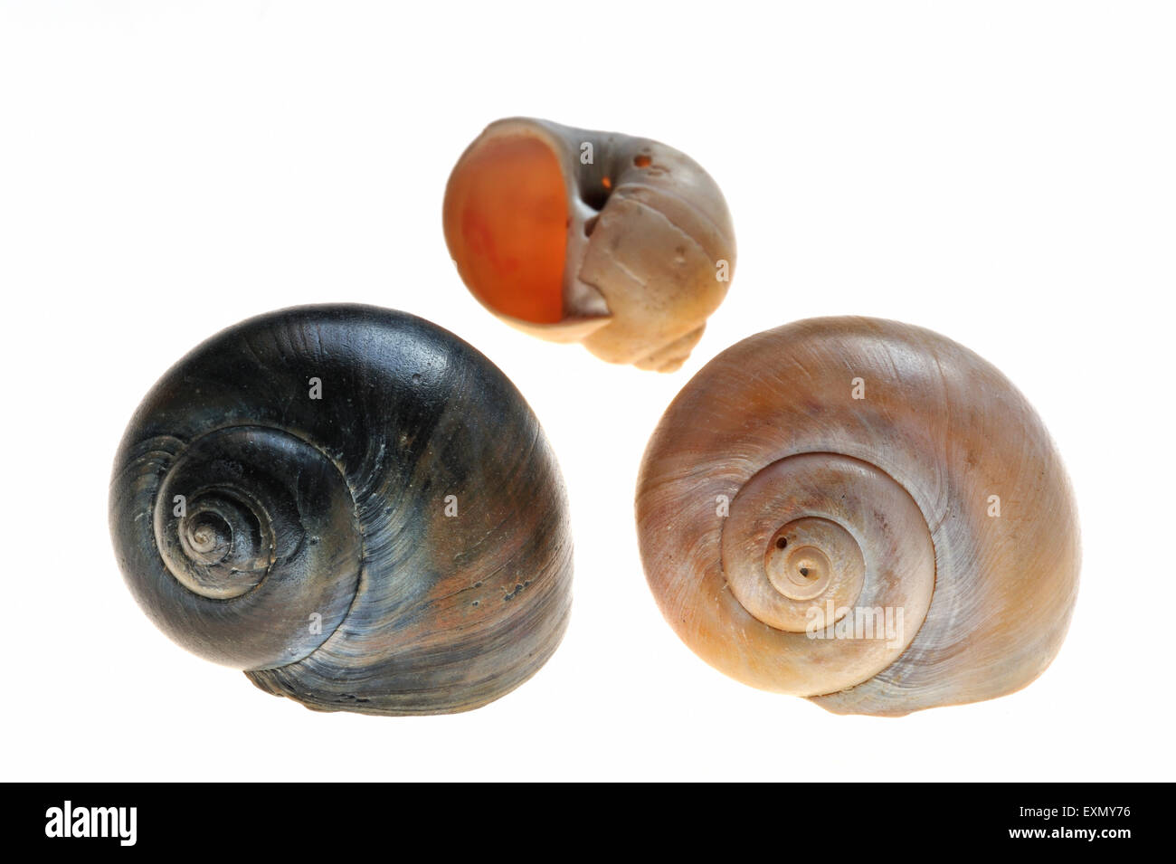 Grosse Halskette Muscheln (Euspira Catena / Natica Catena / Polinices Catenus) auf weißem Hintergrund Stockfoto