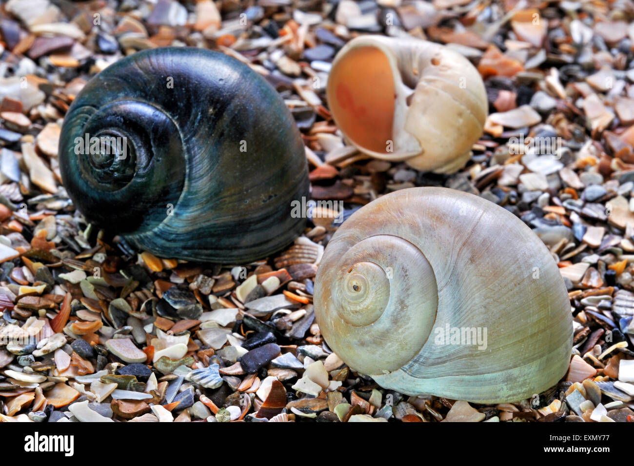 Grosse Halskette Muscheln (Euspira Catena / Natica Catena / Polinices Catenus) an Strand gespült Stockfoto