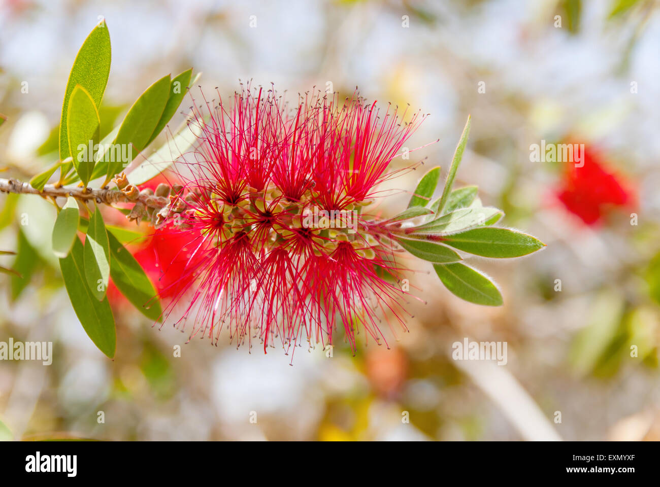 Persischer Silk Baum (Albizia Julibrissin) Laub und Blüten Stockfoto