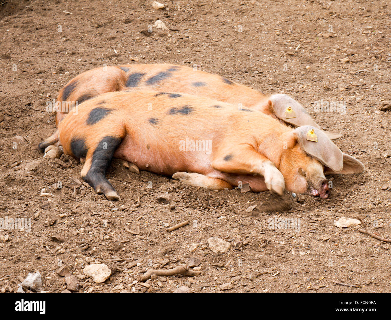 Zwei Schweine löffelt Stockfoto