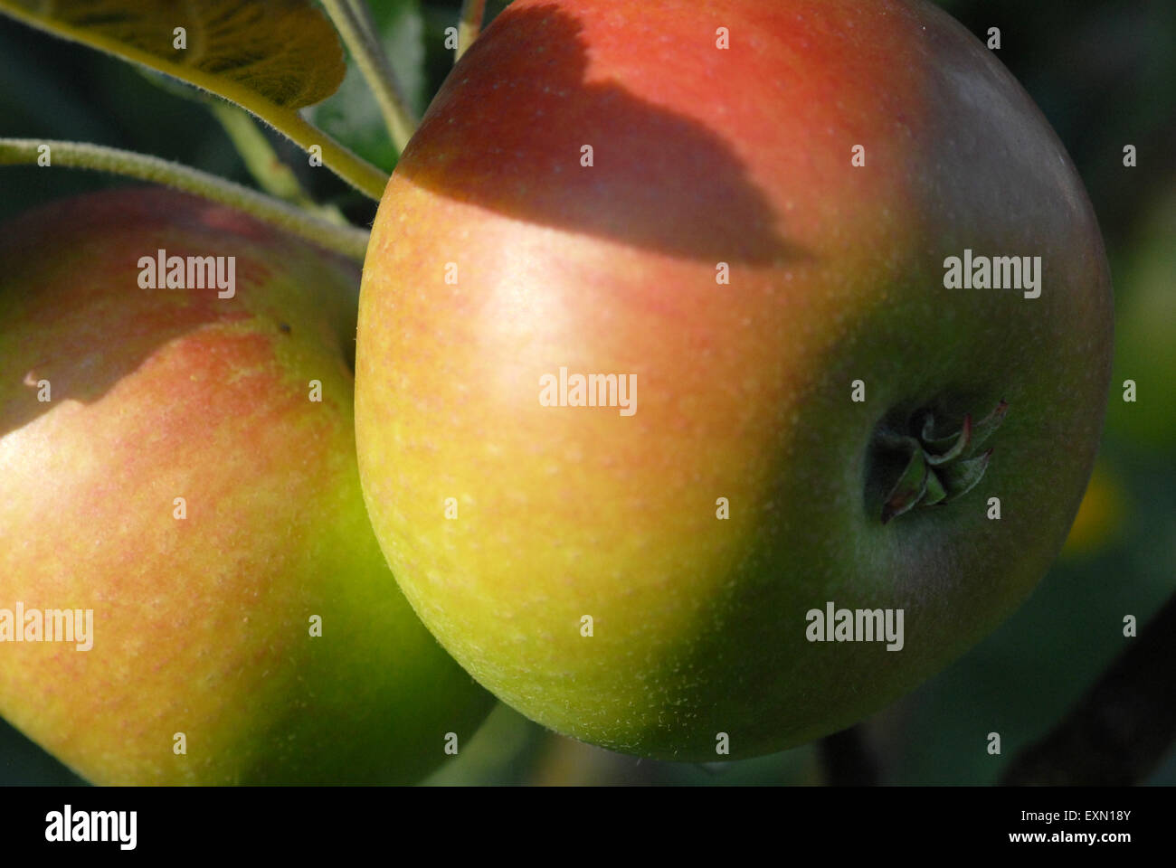 Apfel essen, Malus domestica Entdeckung Stockfoto