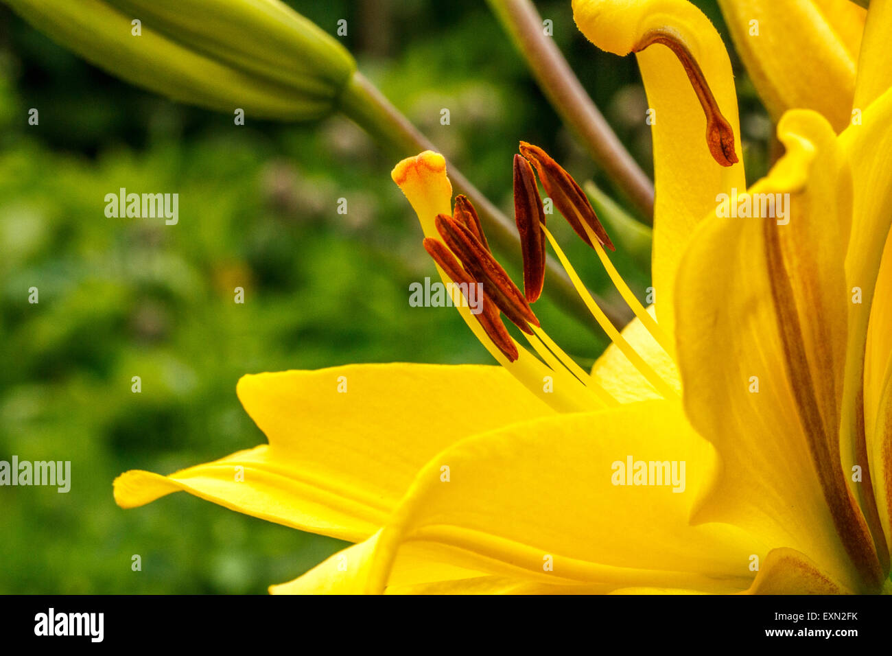Lily Flower head Stockfoto