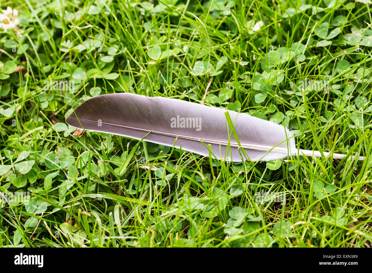 Taube-Feder auf dem grünen Rasen Stockfoto